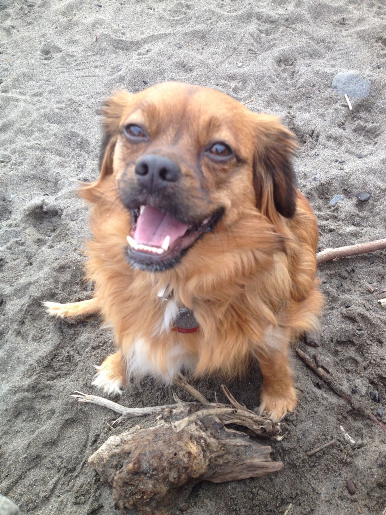Pic of the Litter: Tashi